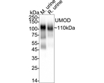 Uromodulin Antibody in Western Blot (WB)