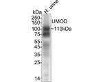 Uromodulin Antibody in Western Blot (WB)