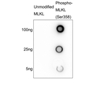 Phospho-MLKL (Ser358) Antibody in Dot Blot (DB)