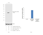 Phospho-MLKL (Ser358) Antibody