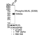 Phospho-MLKL (Ser358) Antibody in Western Blot (WB)