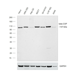beta COP Antibody in Western Blot (WB)