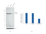 beta COP Antibody in Western Blot (WB)