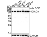 beta COP Antibody in Western Blot (WB)