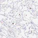 Cathepsin C  Antibody in Immunohistochemistry (Paraffin) (IHC (P))