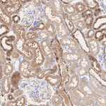 Cathepsin C  Antibody in Immunohistochemistry (Paraffin) (IHC (P))
