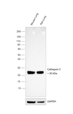 Cathepsin C  Antibody in Western Blot (WB)