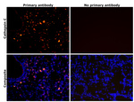 Cathepsin C  Antibody in Immunohistochemistry (IHC)