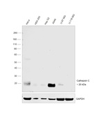 Cathepsin C  Antibody in Western Blot (WB)