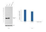 Cathepsin C  Antibody