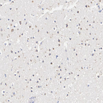 TMEM106B Antibody in Immunohistochemistry (Paraffin) (IHC (P))
