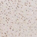 TMEM106B Antibody in Immunohistochemistry (Paraffin) (IHC (P))