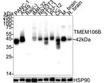 TMEM106B Antibody in Western Blot (WB)