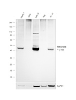 TMEM106B Antibody in Western Blot (WB)