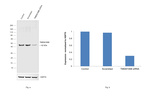 TMEM106B Antibody