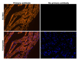 SLC8A1 Antibody in Immunohistochemistry (IHC)