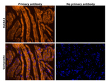 SLC8A1 Antibody in Immunohistochemistry (IHC)