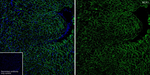 SLC8A1 Antibody in Immunohistochemistry (Frozen) (IHC (F))