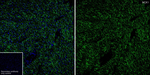 SLC8A1 Antibody in Immunohistochemistry (Frozen) (IHC (F))