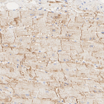 SLC8A1 Antibody in Immunohistochemistry (Paraffin) (IHC (P))