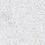 SLC8A1 Antibody in Immunohistochemistry (Paraffin) (IHC (P))