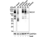 SLC8A1 Antibody in Western Blot (WB)