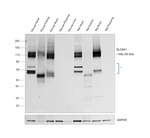 SLC8A1 Antibody in Western Blot (WB)