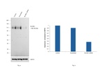 SLC8A1 Antibody