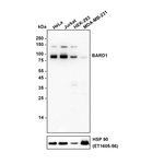 BARD1 Recombinant Rabbit Monoclonal Antibody (PSH22-30)