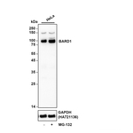 BARD1  Antibody in Western Blot (WB)