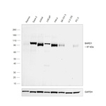 BARD1  Antibody in Western Blot (WB)
