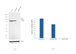 BARD1  Antibody