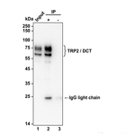DCT Antibody in Immunoprecipitation (IP)