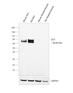 DCT Antibody