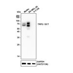DCT Recombinant Rabbit Monoclonal Antibody (PSH22-31)