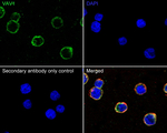 VAV1  Antibody in Immunocytochemistry (ICC/IF)