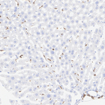 VAV1  Antibody in Immunohistochemistry (Paraffin) (IHC (P))
