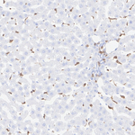 VAV1  Antibody in Immunohistochemistry (Paraffin) (IHC (P))