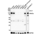 VAV1  Antibody in Western Blot (WB)