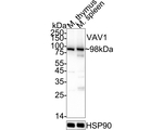 VAV1  Antibody in Western Blot (WB)