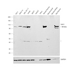 VAV1  Antibody in Western Blot (WB)