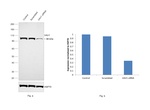 VAV1  Antibody in Western Blot (WB)