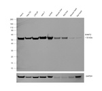 SHMT2  Antibody