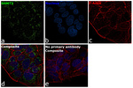 SHMT2  Antibody in Immunocytochemistry (ICC/IF)