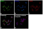SHMT2  Antibody in Immunocytochemistry (ICC/IF)