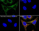 SHMT2  Antibody in Immunocytochemistry (ICC/IF)