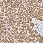 SHMT2  Antibody in Immunohistochemistry (Paraffin) (IHC (P))