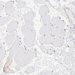 SHMT2  Antibody in Immunohistochemistry (Paraffin) (IHC (P))