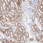 SHMT2  Antibody in Immunohistochemistry (Paraffin) (IHC (P))