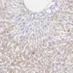 SHMT2  Antibody in Immunohistochemistry (Paraffin) (IHC (P))